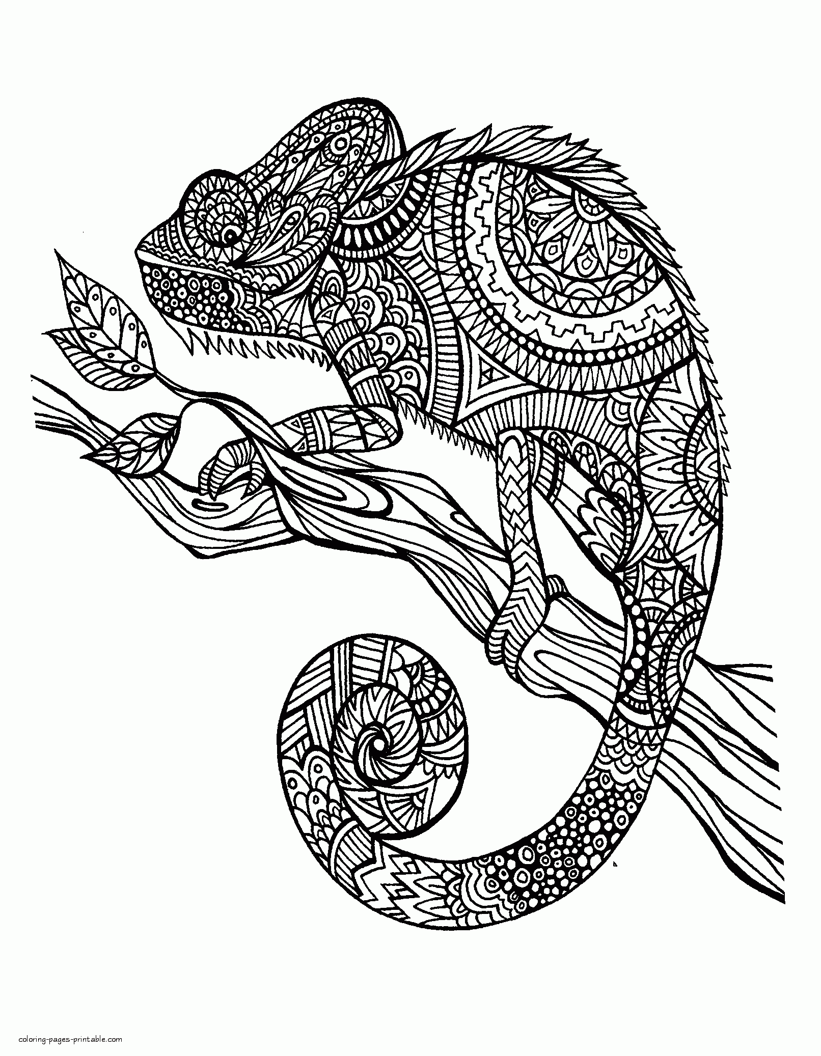 Chameleon Coloring Page For Adults