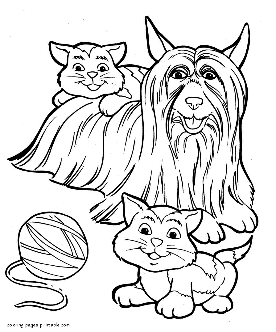 Yorkshire terrier and kittens. Coloring page for print out