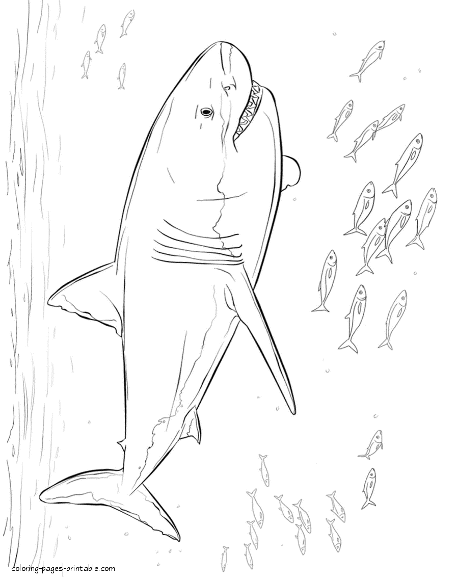 Free shark coloring pages for children