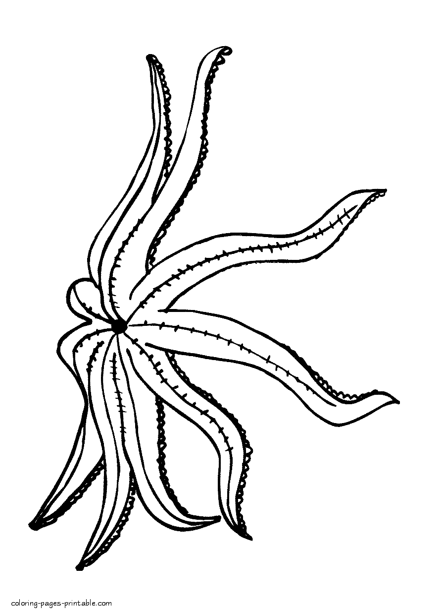 Starfish coloring pages. Sea and ocean animal