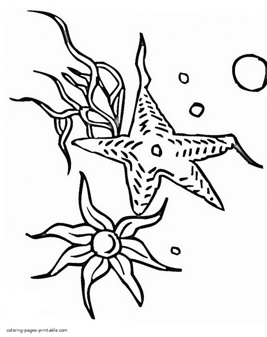 Coloring pages of the sea stars for kids