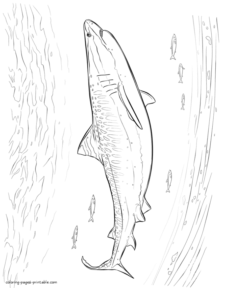Great white shark coloring pages in the sea water
