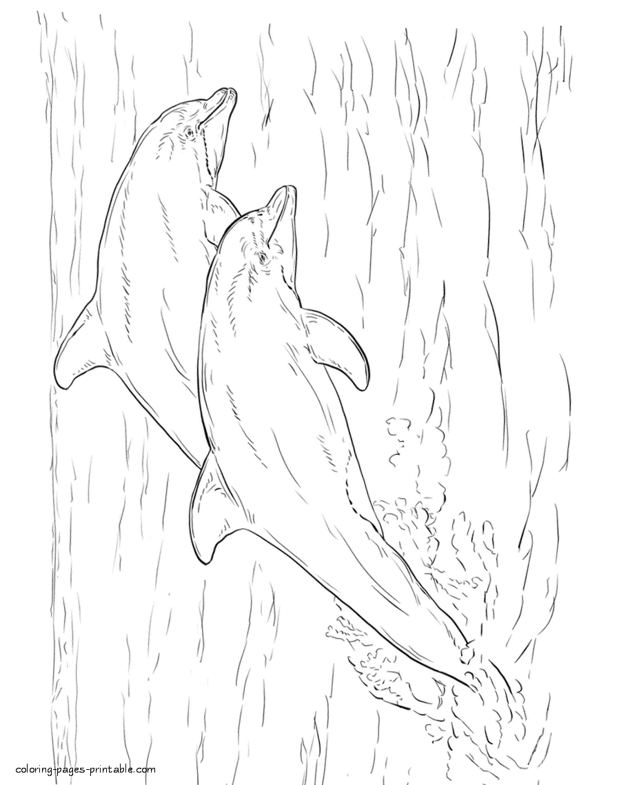 Sea animals coloring page for kids. Two dolphins