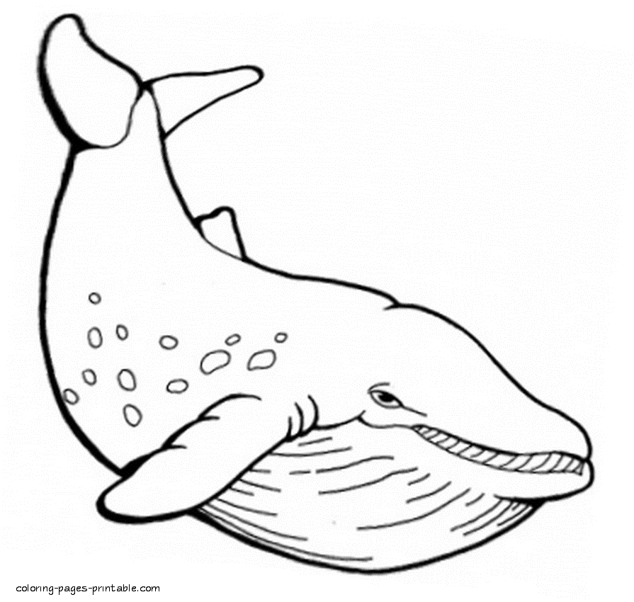 Coloring pages of whale to print