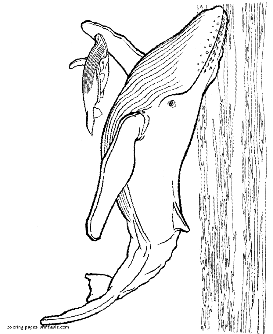 Blue Whale coloring page. Ocean animals