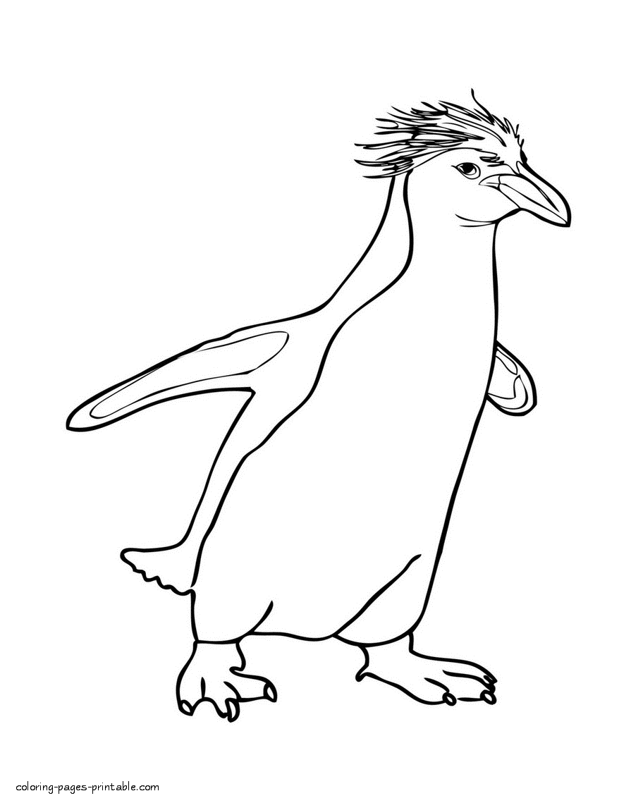 Sea animals coloring pages. Penguin picture for print out