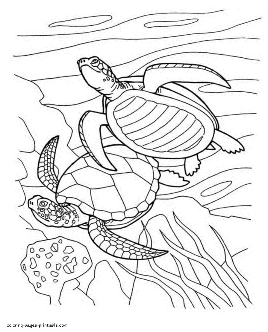 Coloring pages sea animals. Sea Turtle