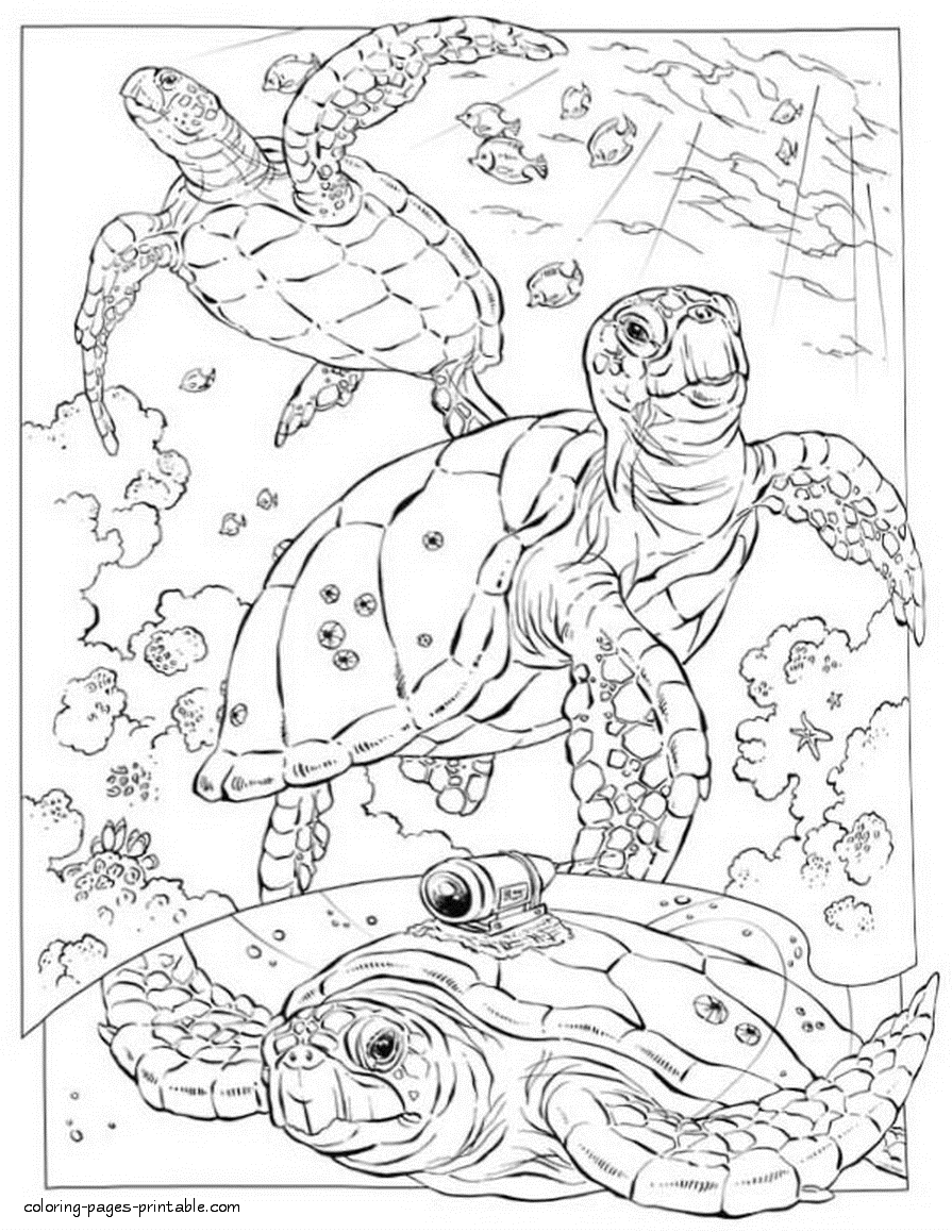 Sea turtle coloring pages for kids. Ocean creatures