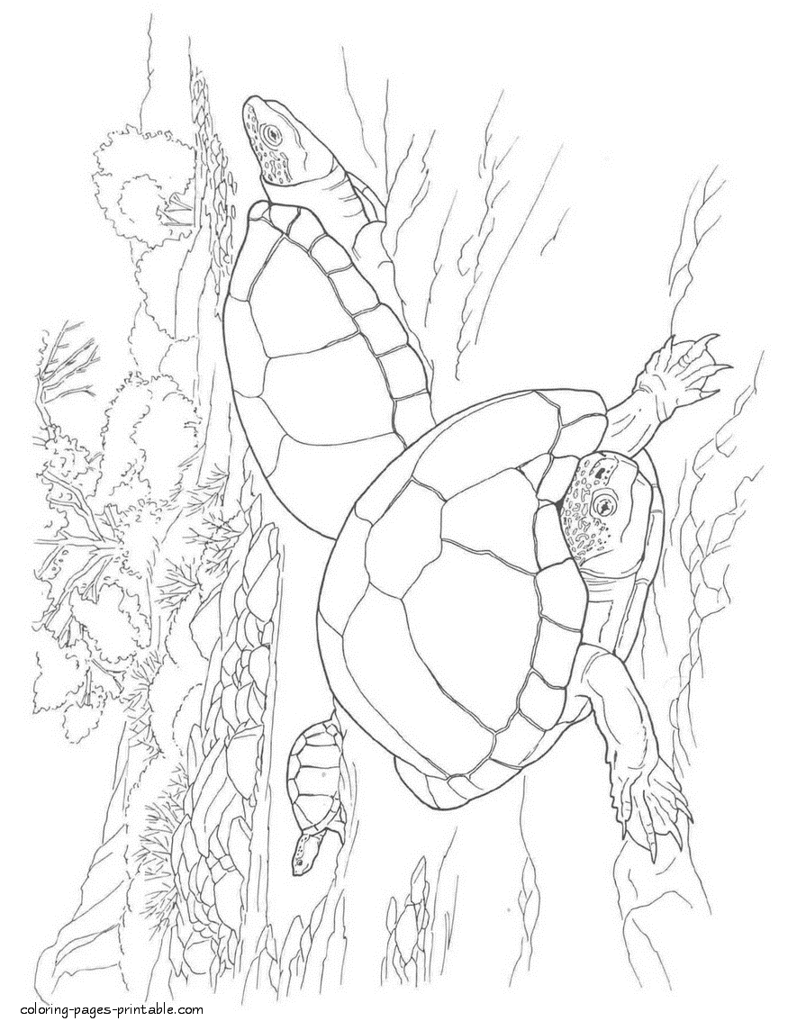 Two sea turtles coloring page printable