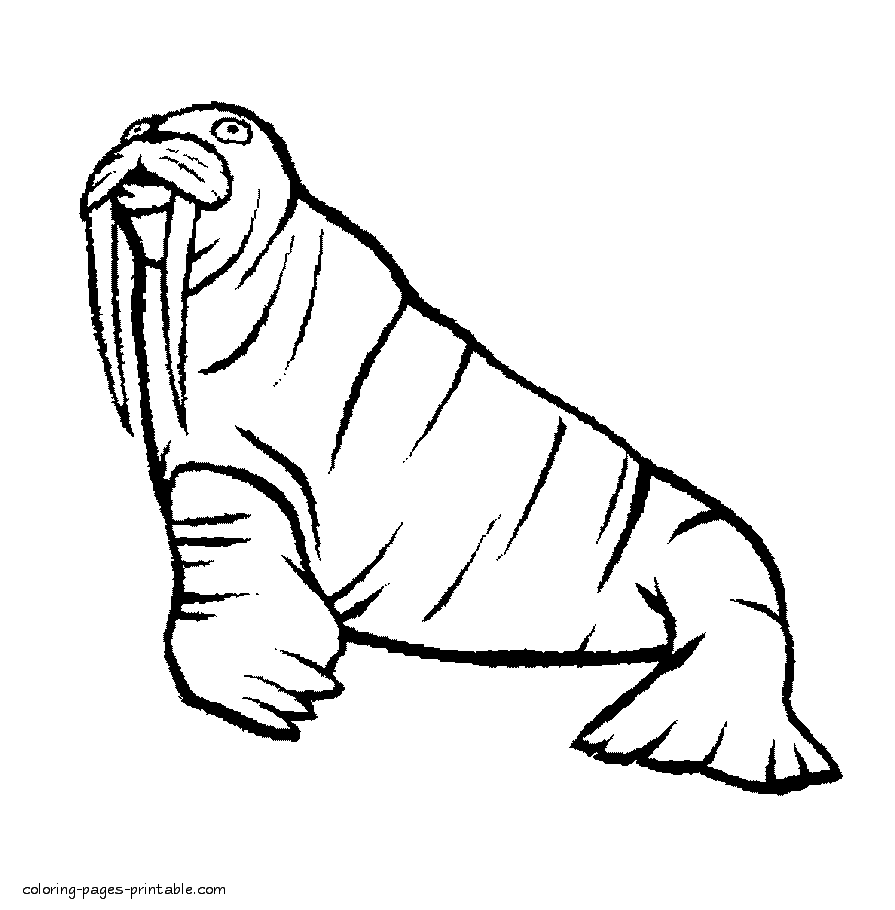 Arctic Ocean animals coloring pages. Walrus