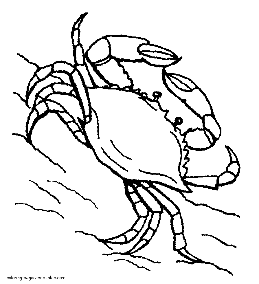 Crab coloring pages. Sea life for kids