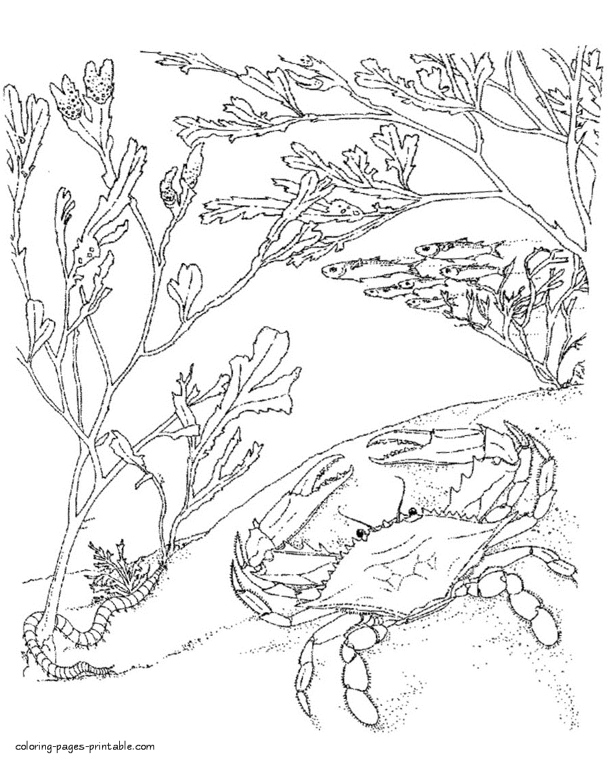 Crab on the seabed coloring page for free downloading