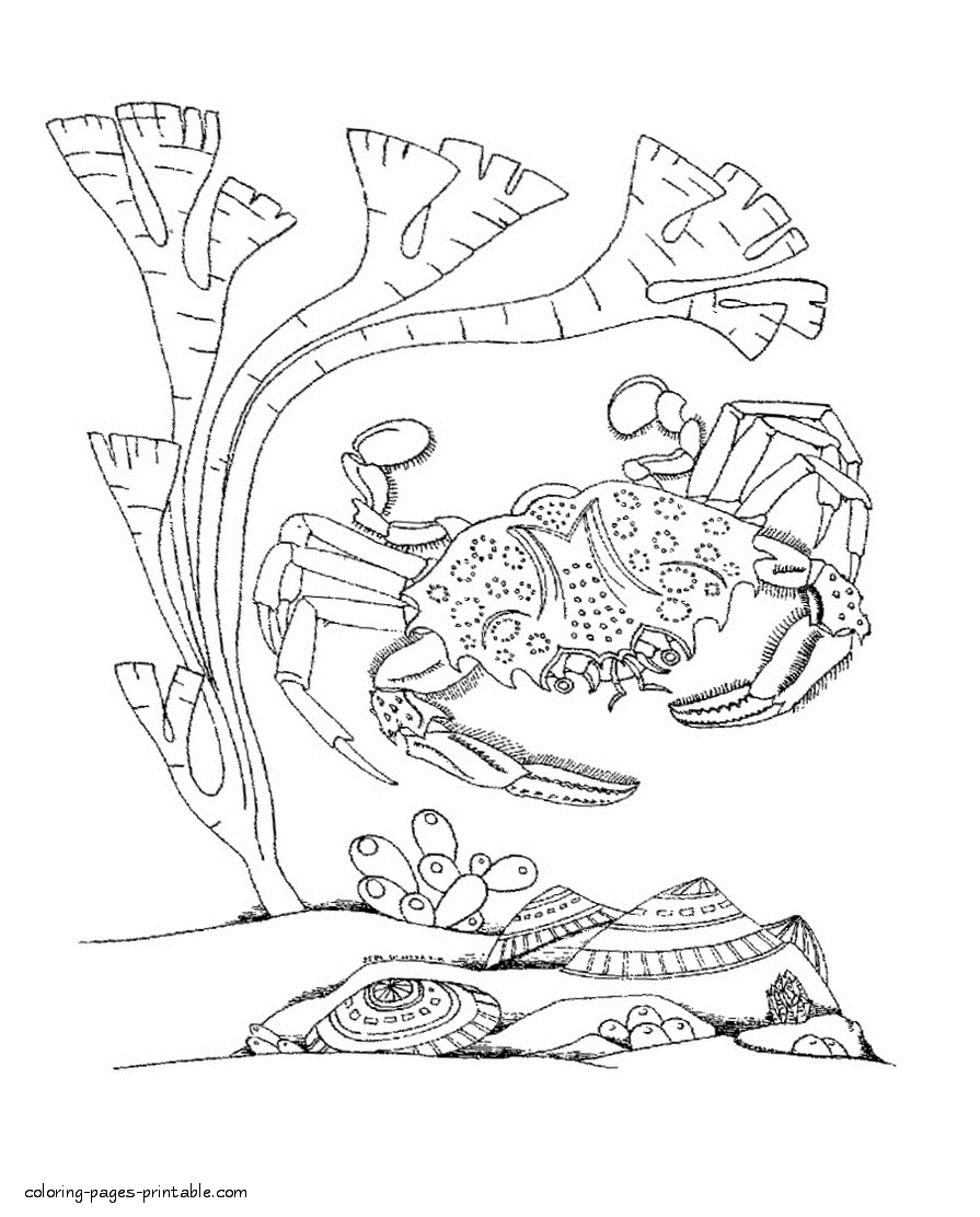 Coloring page of the sea crab for kids