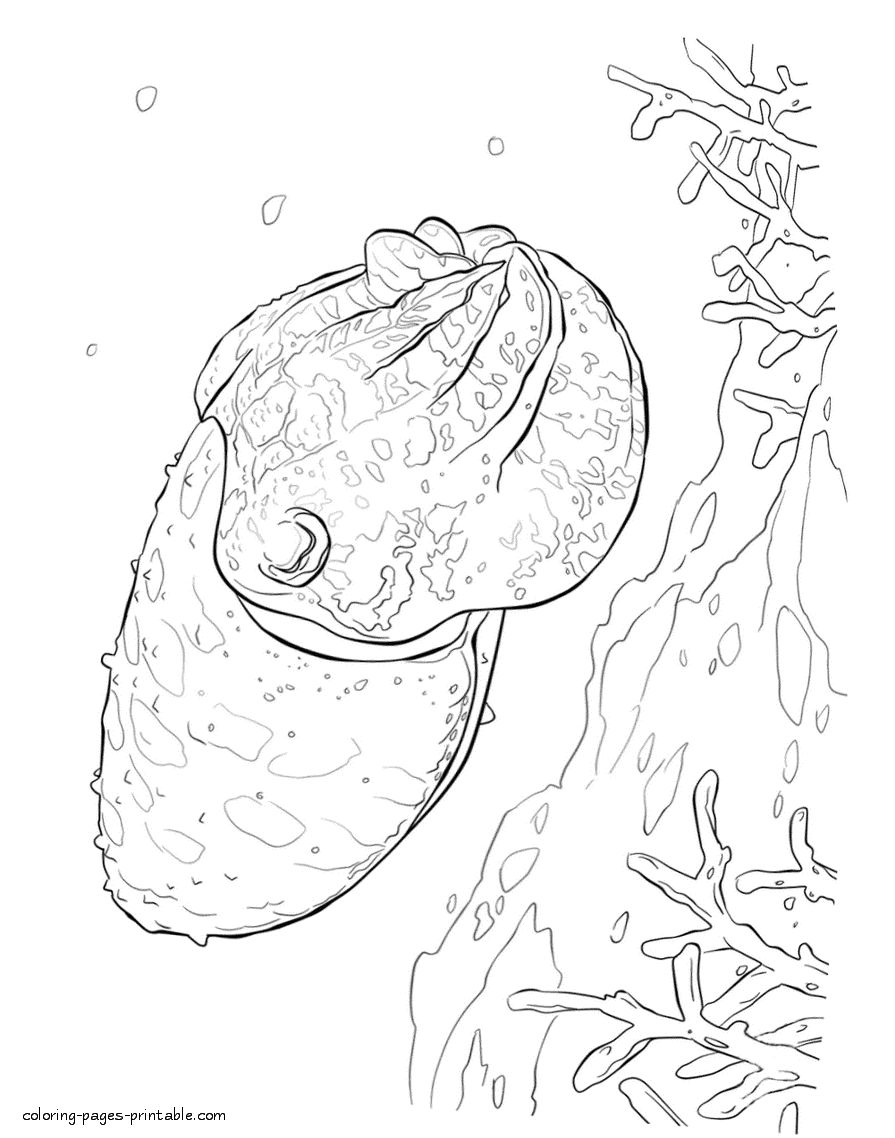Cuttlefish coloring pages. Sea animals