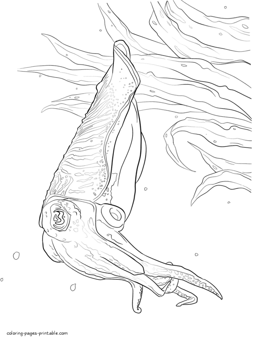 Sea animals kids coloring page. The cuttlefishes