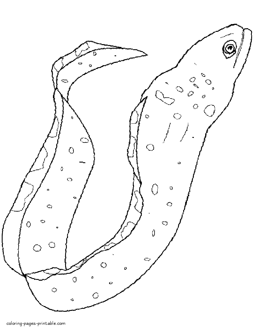 Coloring page of the eel. Sea fishes