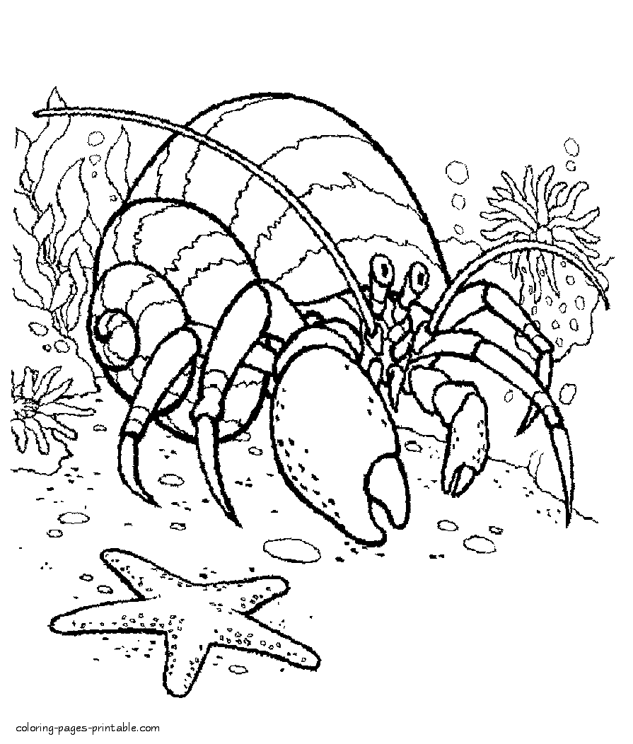 Hermit crab coloring pages to print