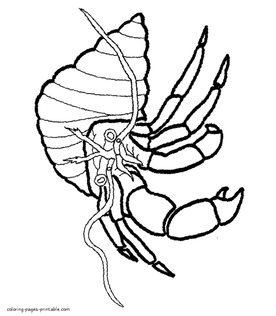 Sea and ocean animals coloring pages. Hermit crab