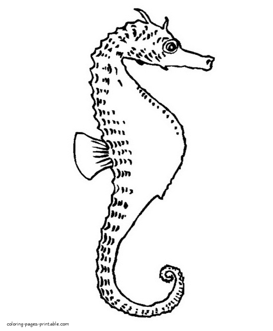 Seahorse coloring pages. Marine life