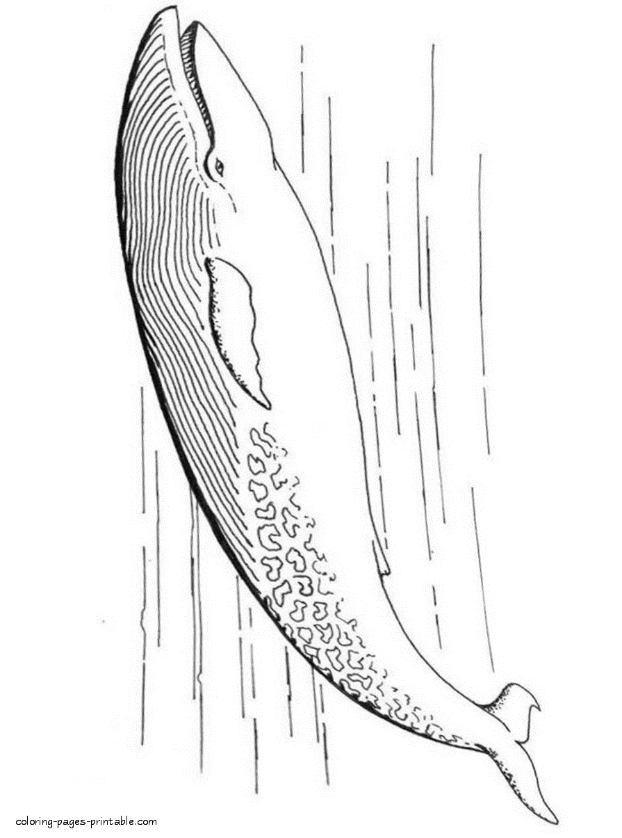 Coloring page of the big toothed whale
