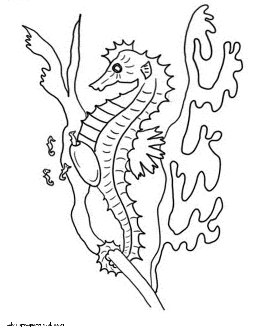 Printable coloring pages of sea horses