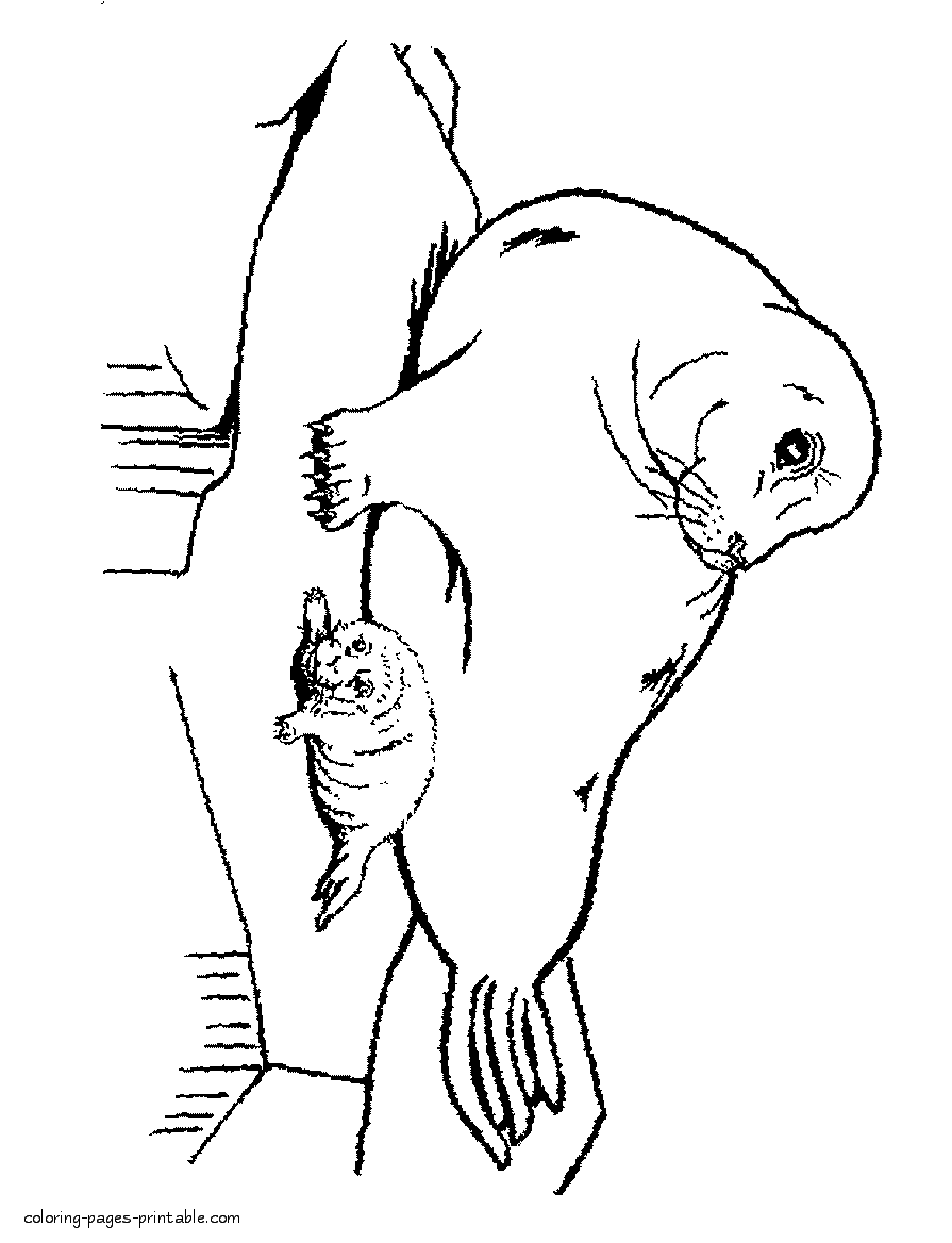 Sea animals colouring pages. The seal with a baby