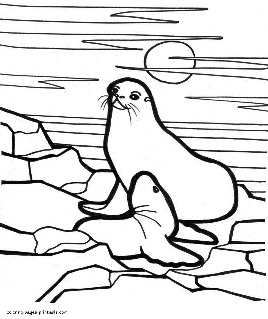 Baby seal coloring pages. Northern seas life
