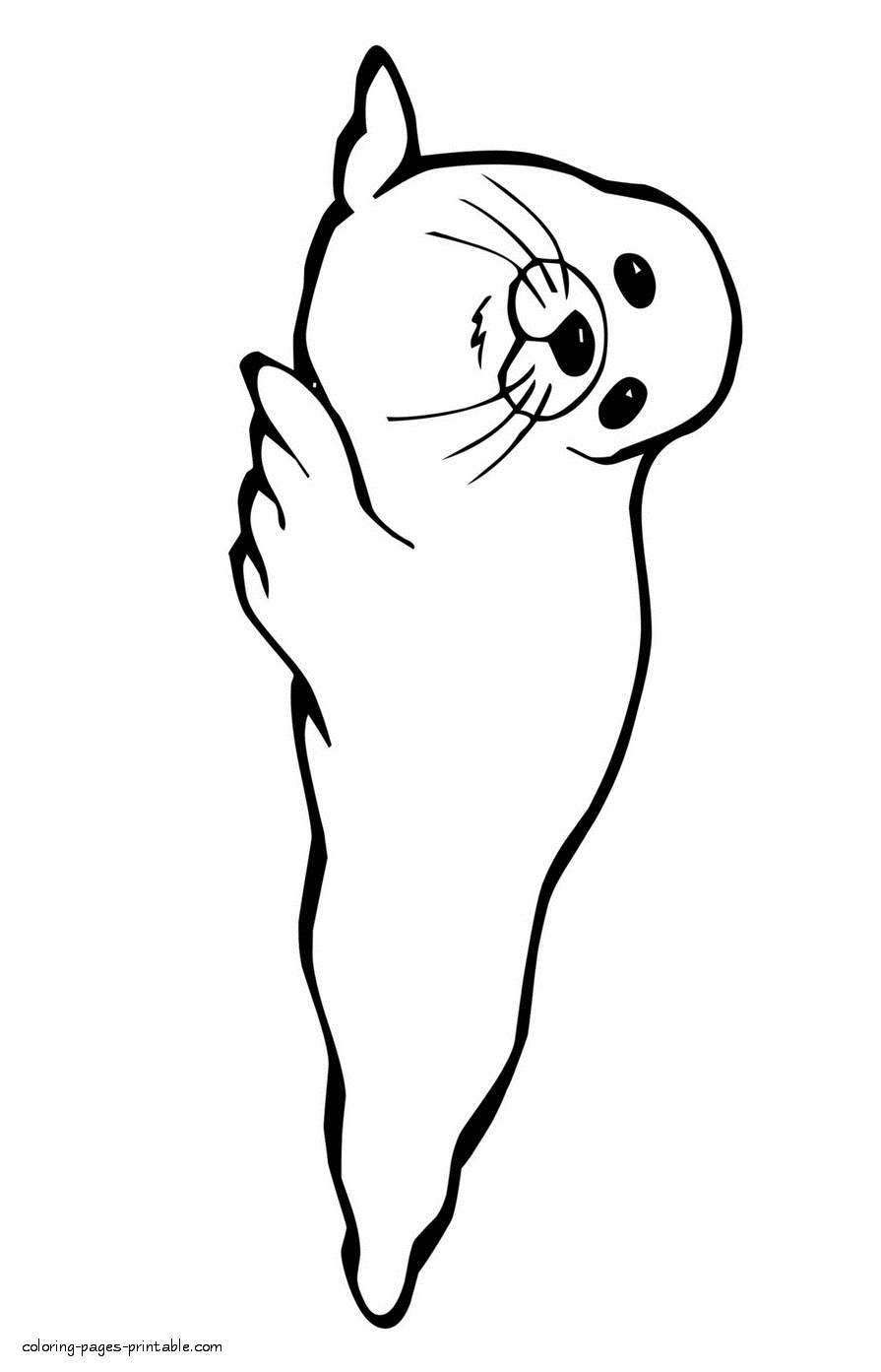 Harbor seal coloring page for kids