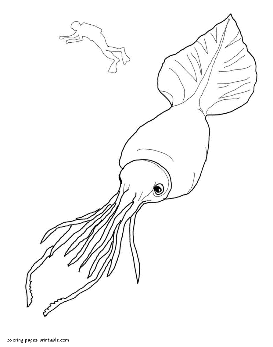 Squid coloring page. Ocean and sea animals