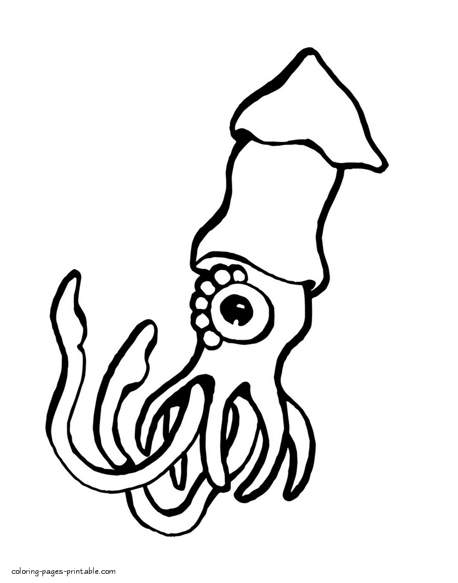 Sea animals pictures. The squid coloring page