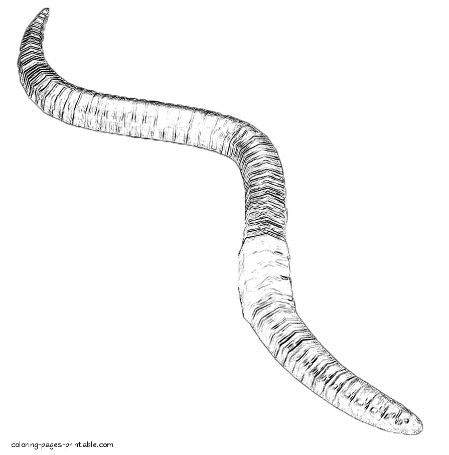 Realistic animals coloring pages. The earthworm