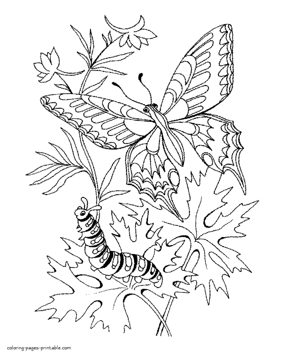 Butterfly and caterpillar coloring pages || COLORING-PAGES-PRINTABLE.COM