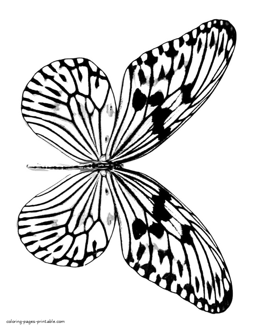 Realistic butterfly coloring pages for kids