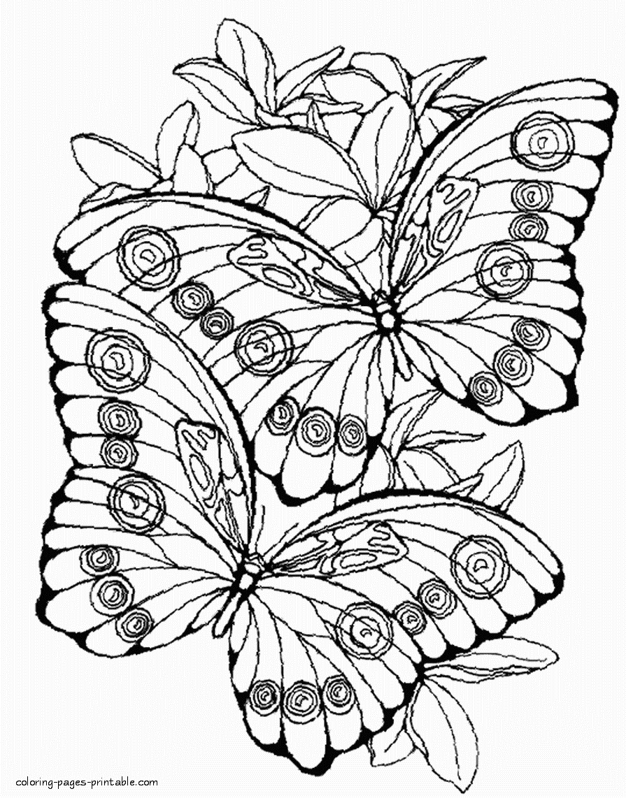 Two cute butterflies printable coloring page