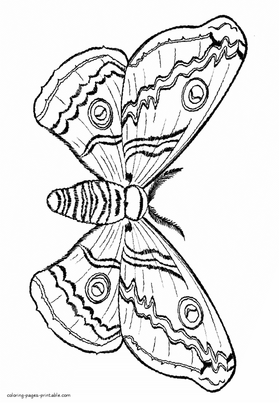 Coloring page of the moth. Night butterfly