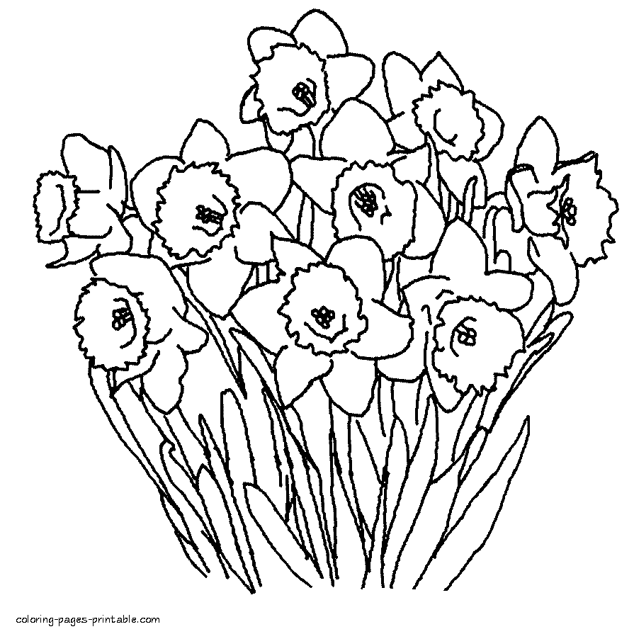 Daffodils coloring page. Spring pictures