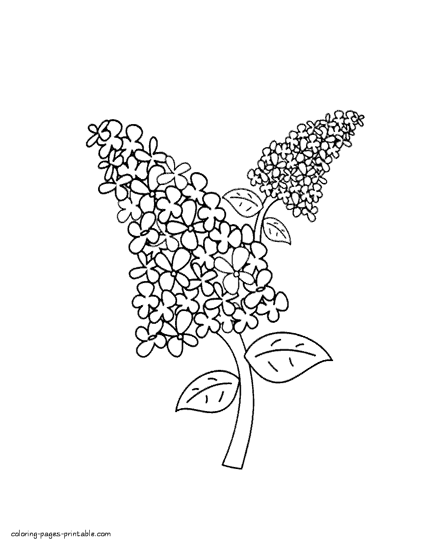 Lilac coloring page. Spring flowers