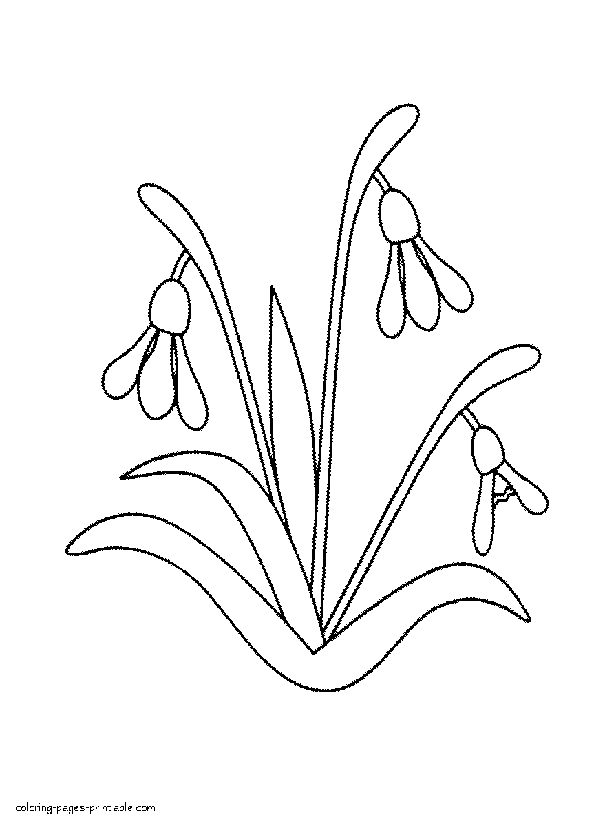 Printable spring colouring sheets. First flowers snowdrops