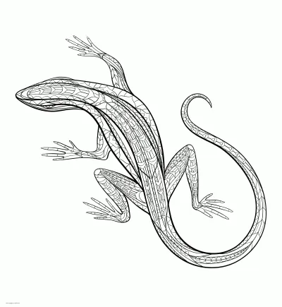 Lizard. Animal Coloring Pages For Adults