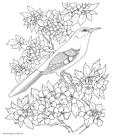 Bird Colouring Pages For Adults. Print It Free