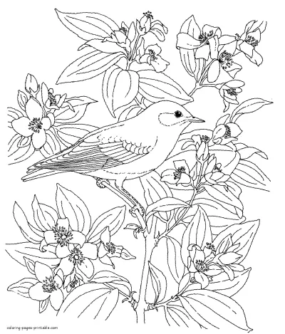 Bird Colouring Book For Adults
