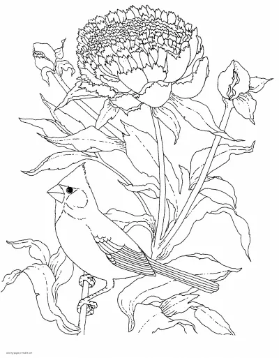 Realistic Birds. Printable Coloring Pages For Adults