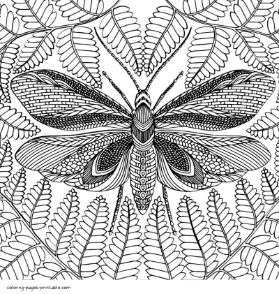 Moth Coloring Pages Free For Adults