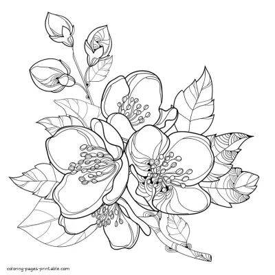 Free Blossom Coloring Page For Adults