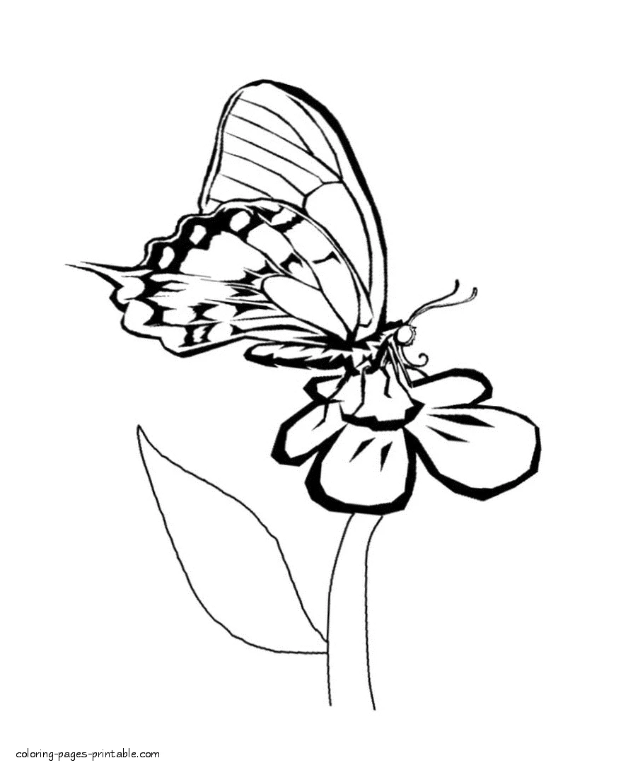 Coloring pages of butterflies Coloring pages of butterflies on the flowers