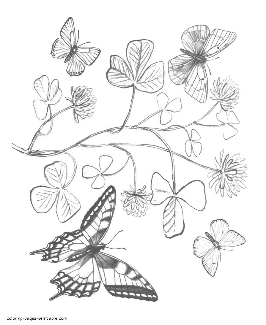 Flowers and butterflies coloring pages Flowers and butterflies coloring pages printable