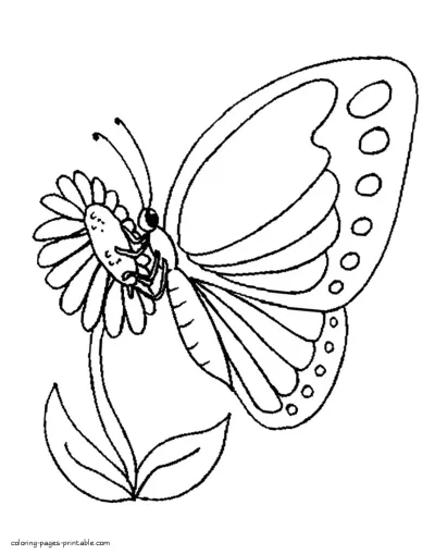 Pictures of pollination by butterflies