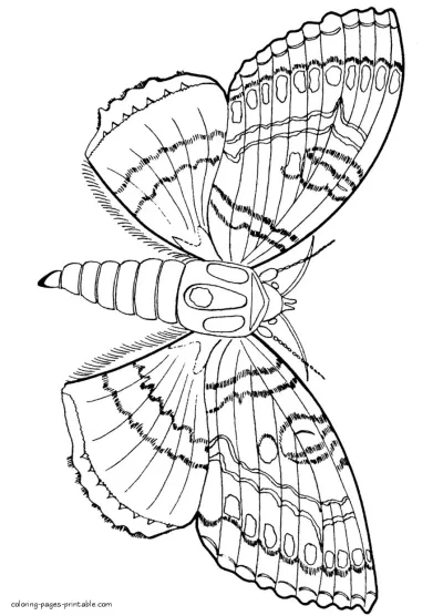 Butterfly coloring sheet for free printing