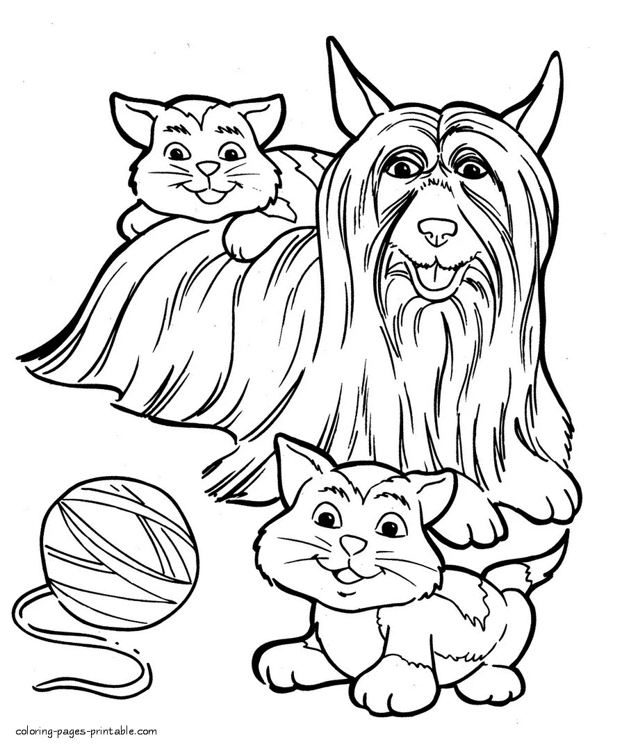 Yorkshire terrier and kittens. Coloring page Yorkshire terrier and kittens. Coloring page for print out