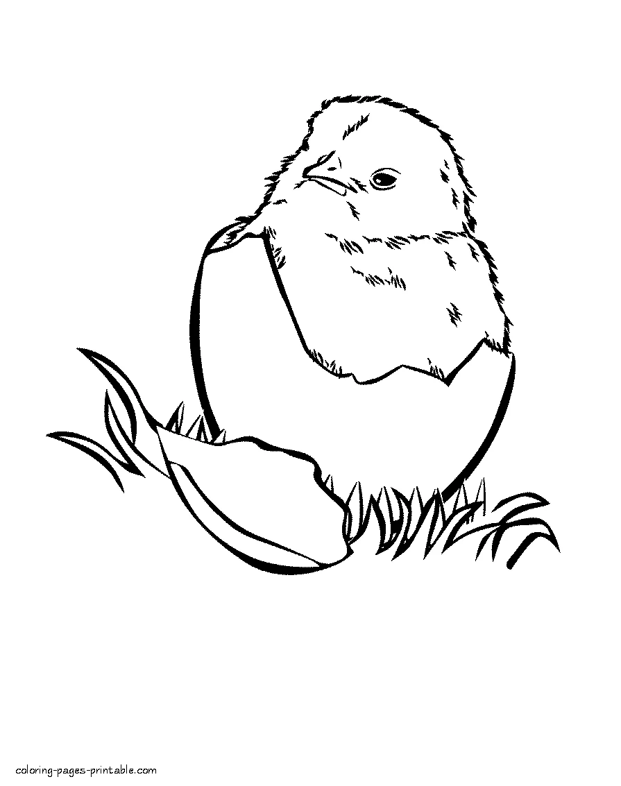 Coloring page of a chick in the egg Coloring page of a chick in the egg. Download it free